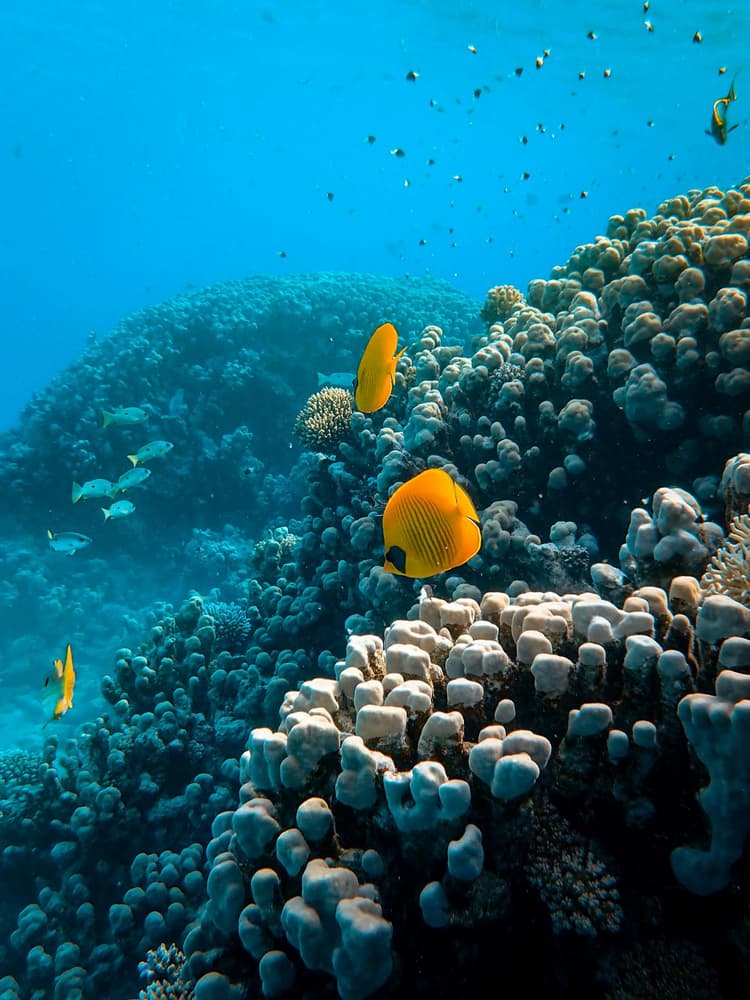 Red Sea destination gallery image 2